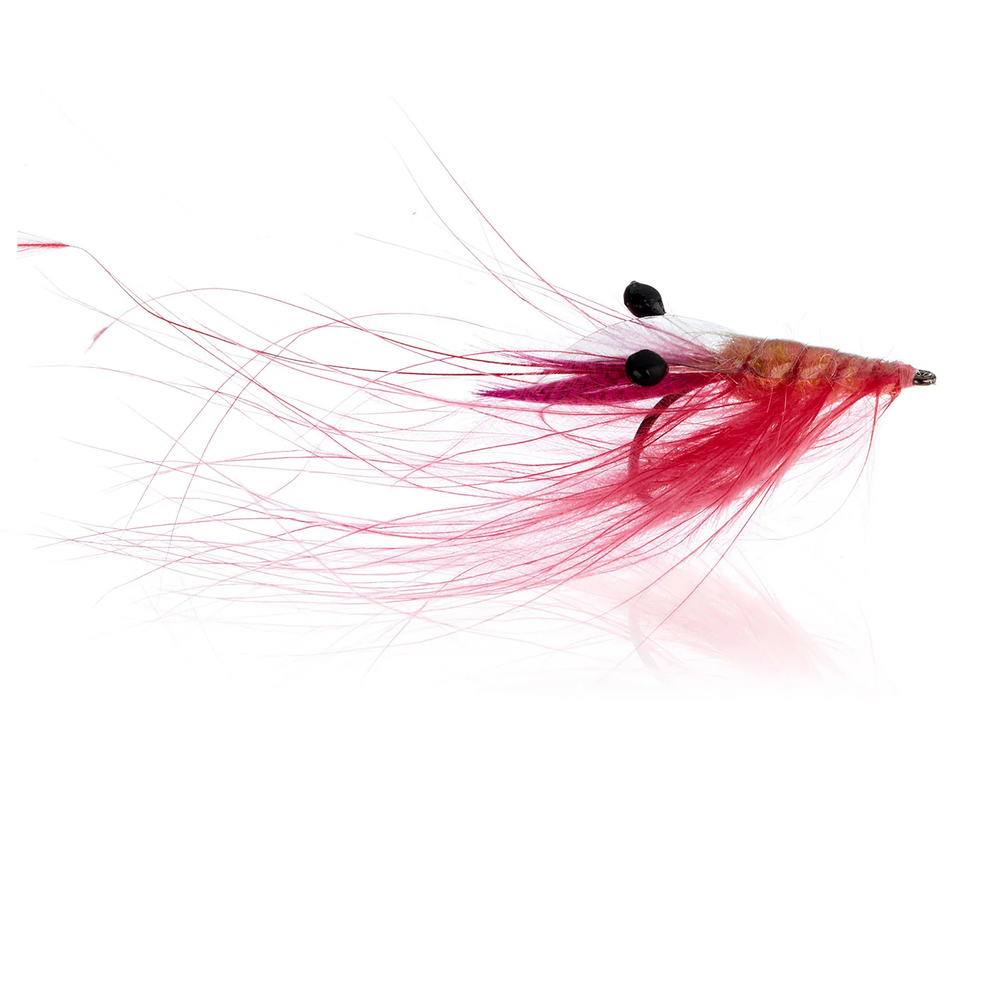 Crangon Shrimp Shrimp Pink Kystflue