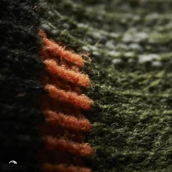 Geoff Anderson Wizwool Coozy Sock