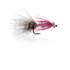 Polar Magnus  Kystflue