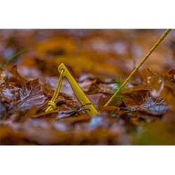 Nordisk 6 stk Aluminium DAC V-Plk