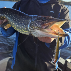 Rapala 90 Years Floater 3-pack Large